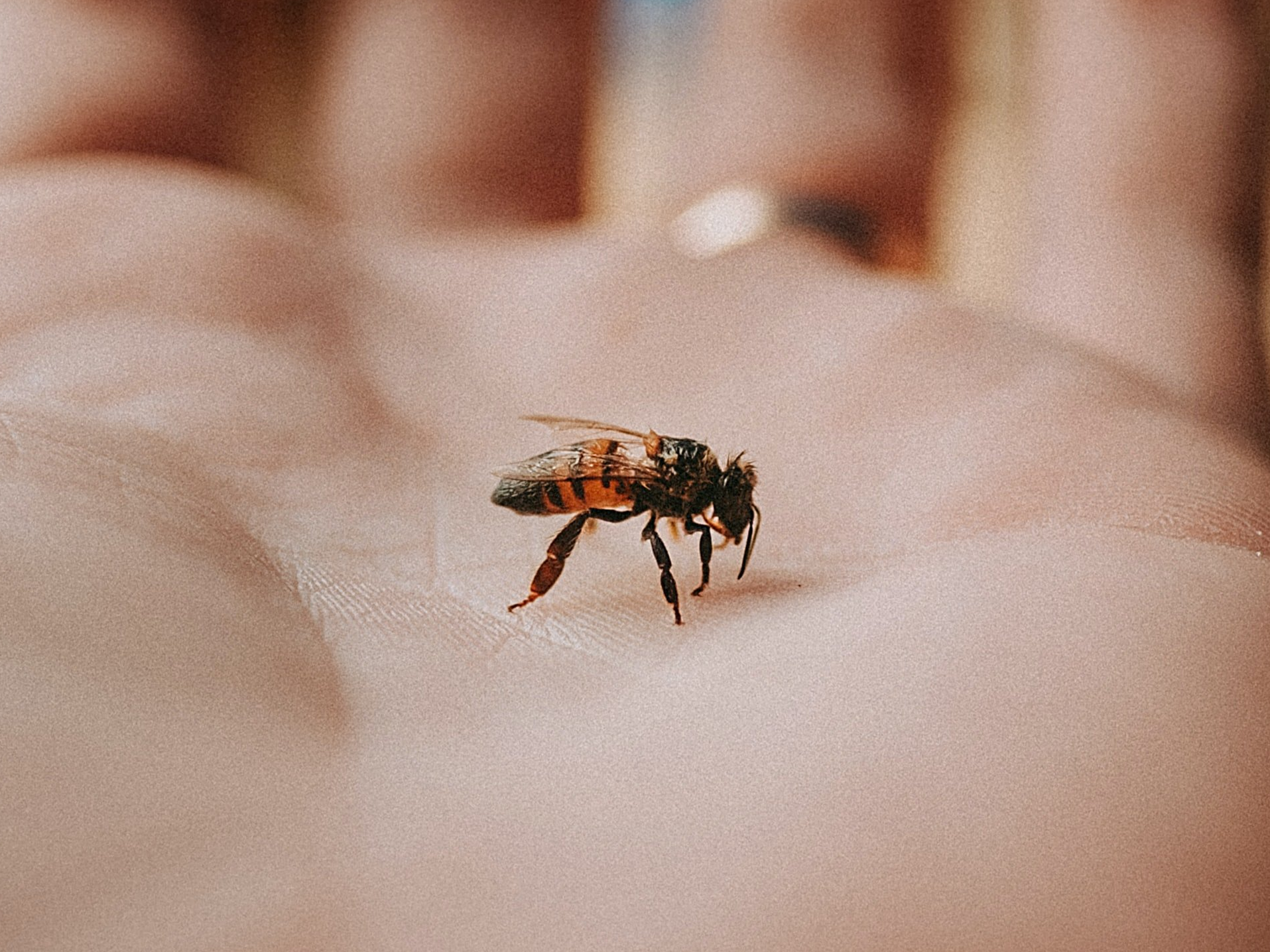 abeja abeja