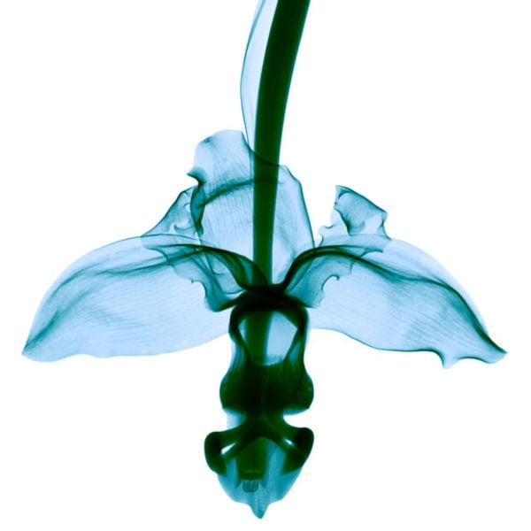 orchid_1689436i