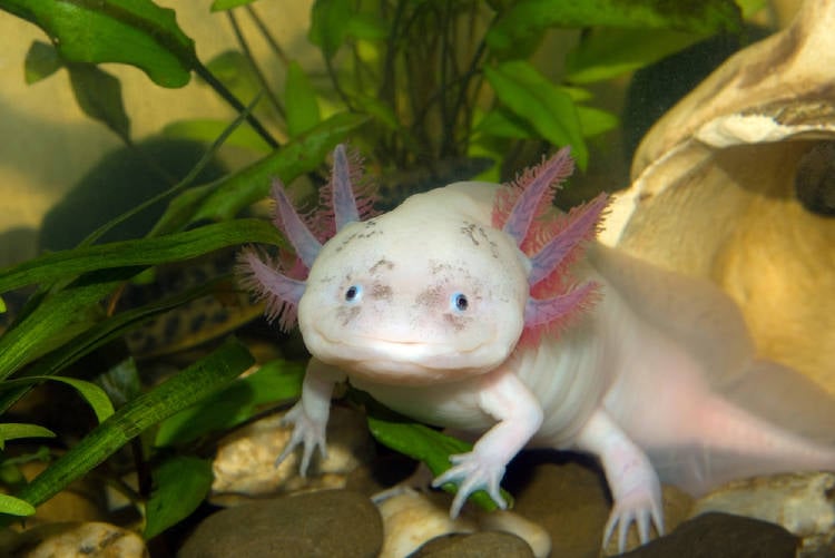 axolote axolote