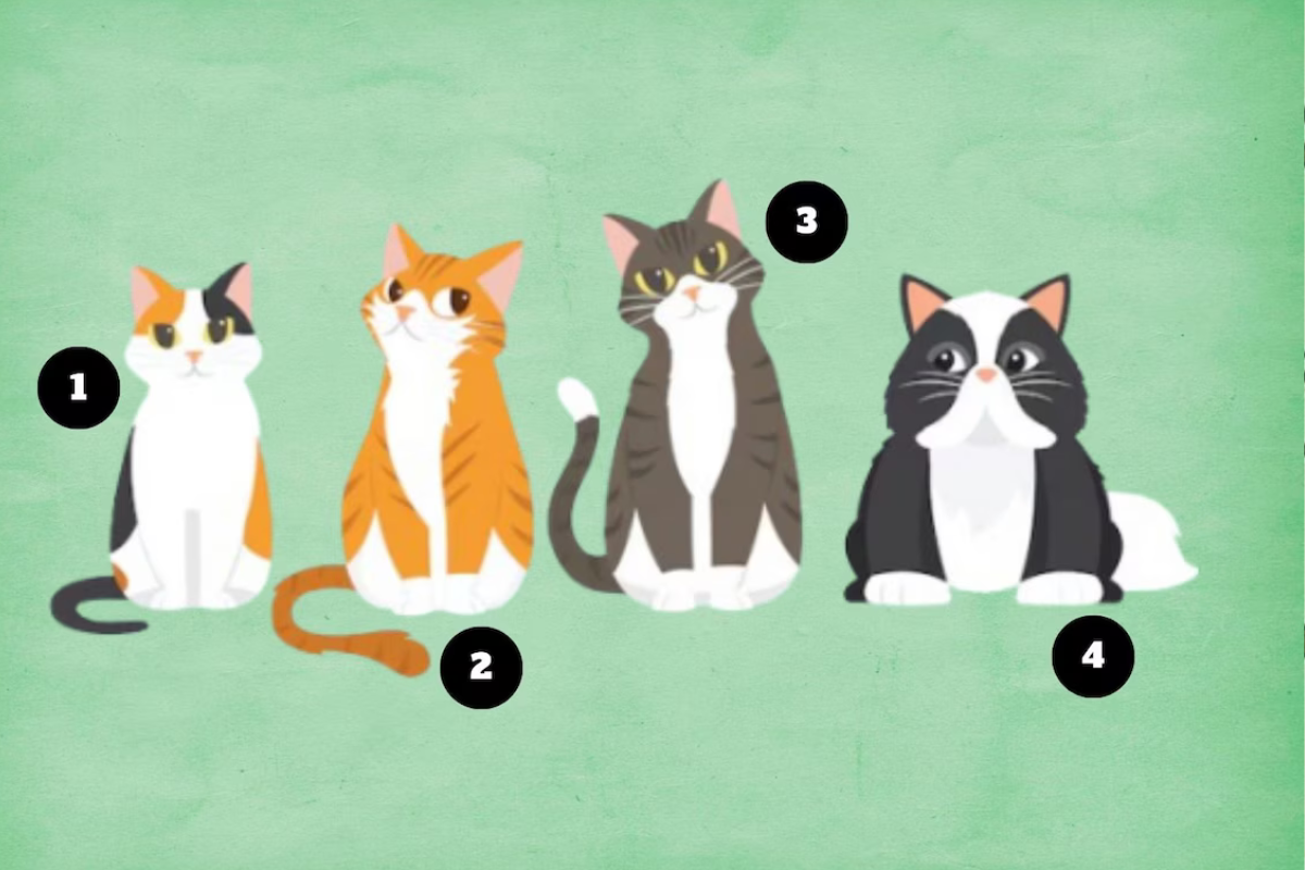 Elegí un gato y descubrí si sos una persona de buen corazón.