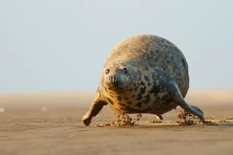 foca vuelo