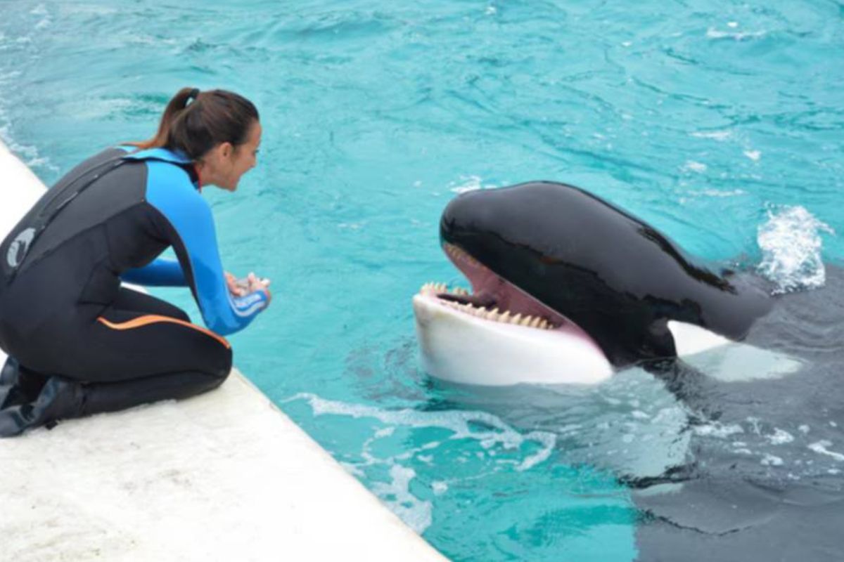 Murió Kshamenk, la orca que pasó 30 años en cautiverio extremo: vivió sola en un tanque de cemento de apenas 12 metros, fue obligada a dar shows y usada para extracción de semen Imagen: www.red43.com.ar