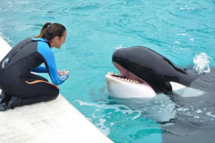 orca Murió Kshamenk, la orca que pasó 30 años en cautiverio extremo: vivió sola en un tanque de cemento de apenas 12 metros, fue obligada a dar shows y usada para extracción de semen Imagen: www.red43.com.ar
