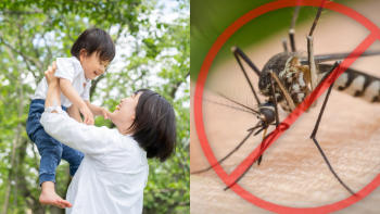 mosquito malaria