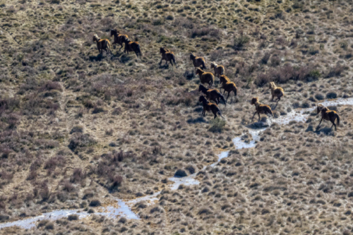 caballos Caballos en el Parque Nacional Kosciuszko, a unos 350 kilómetros al suroeste de Sídney EFE