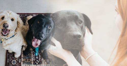 Los perros pueden detectar con precisión el cáncer en la sangre