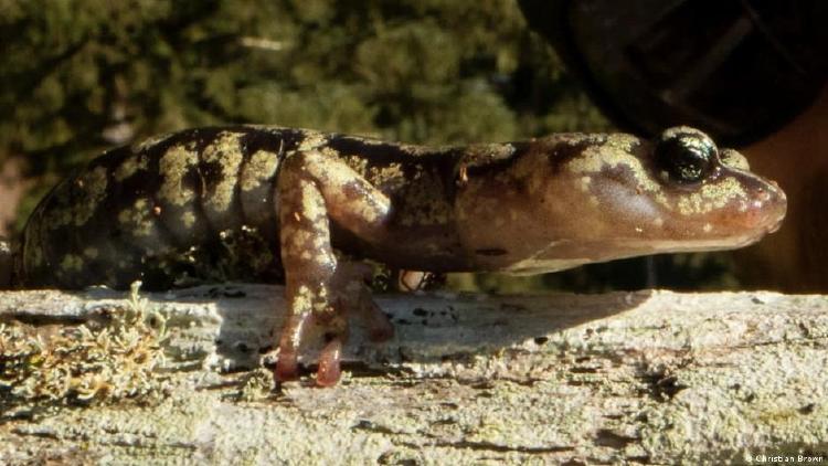 Salamandra errante