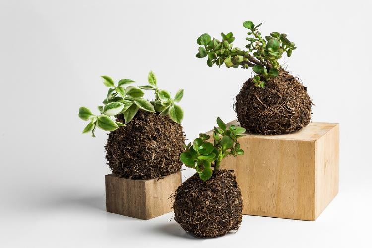 kokedama 4 kokedama