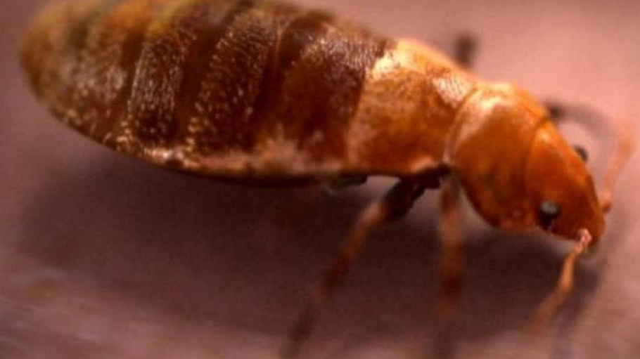 Plaga de chinches en París: cómo afrontar una infestación | Bioguia