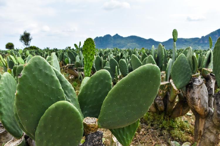 Nopal