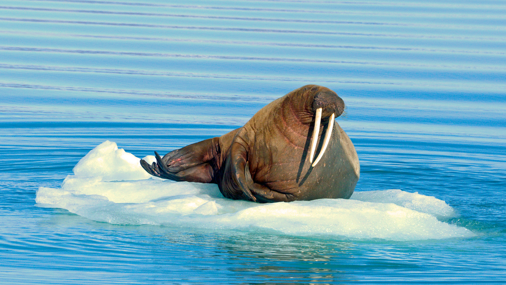 morsa iceberg morsa iceberg