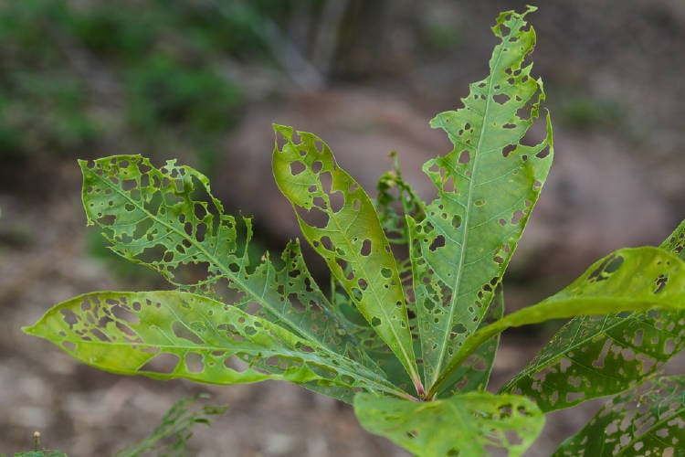 hojas agujereadas Hojas agujereadas
