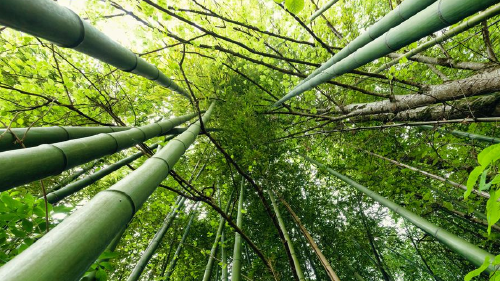 66868751_1004 66868751_1004