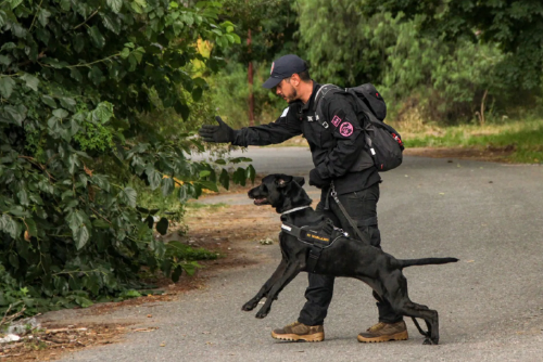 adiestrador adiestrador