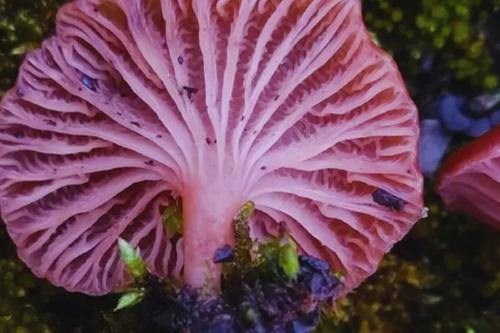 hongo © Fernando Augusto Bertazzo Silva’/Alice Lemos Costa’/Cassiane Furlan Lopes’/Maricia Fantinel D’Ávila/Evelise Leis Carvalho’/Jair Putzke’/Carlos Ernesto Gonçalves Reynaud Schaefer/Divulgação.