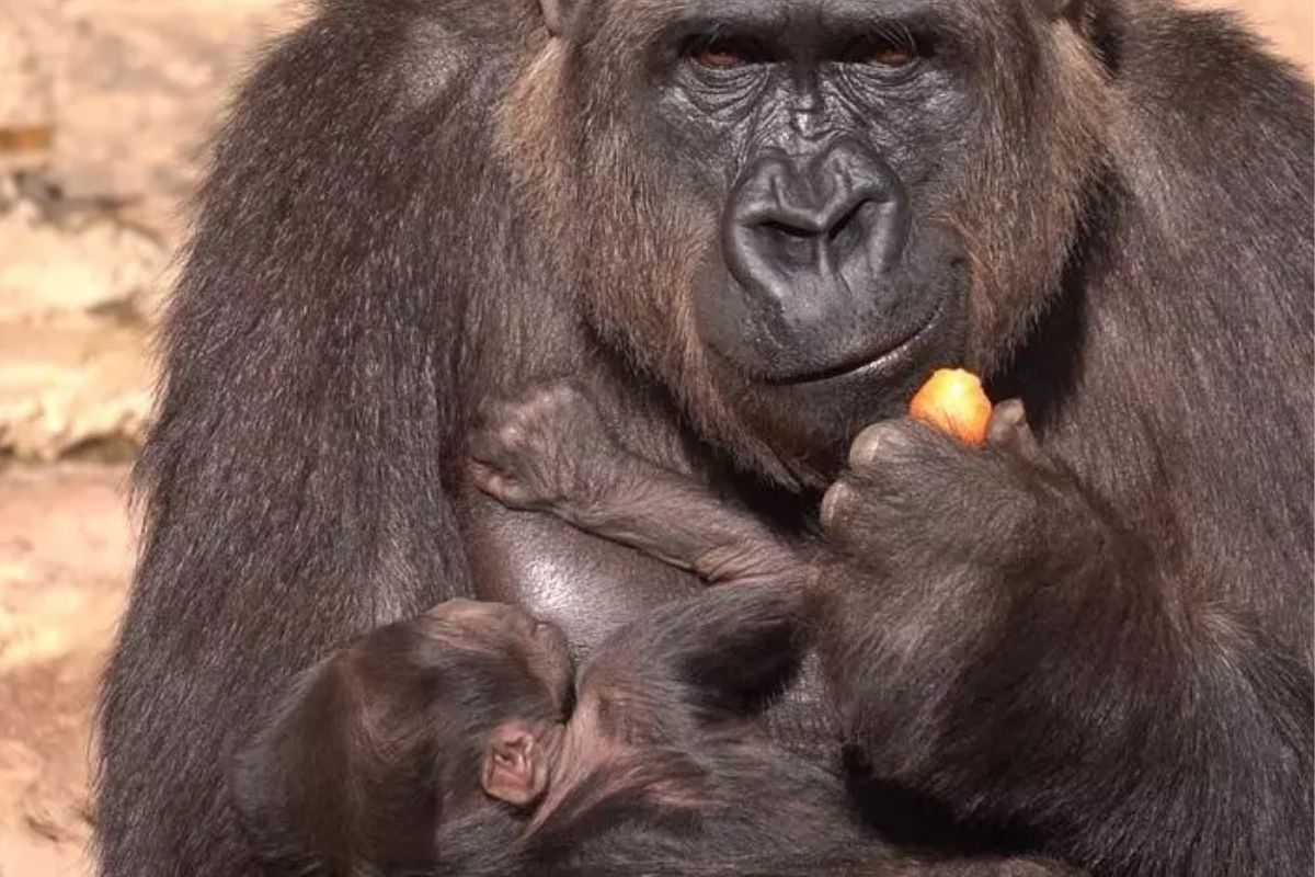Ernie, nombre elegido para la cría de gorila nacida en Bioparc Fuengirola / BIOPARC