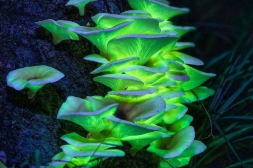 hongos Los hongos que brillan en la oscuridad representan la magia natural que cuida el ecosistema. (Foto: Pinterest)