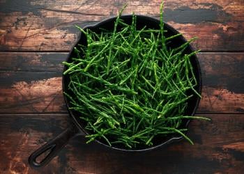 salicornia Salicornia