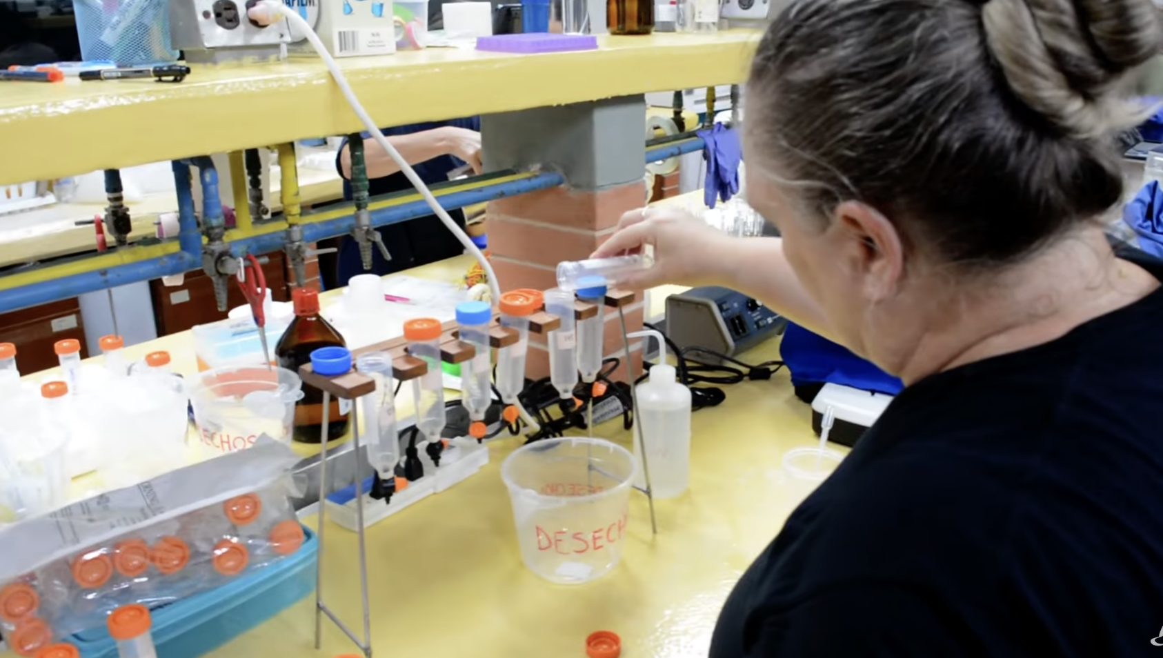 Especialistas corales