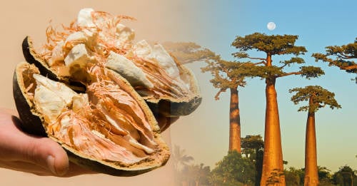 Baobab: el súperalimento con 6 veces más vitamina C que las naranjas