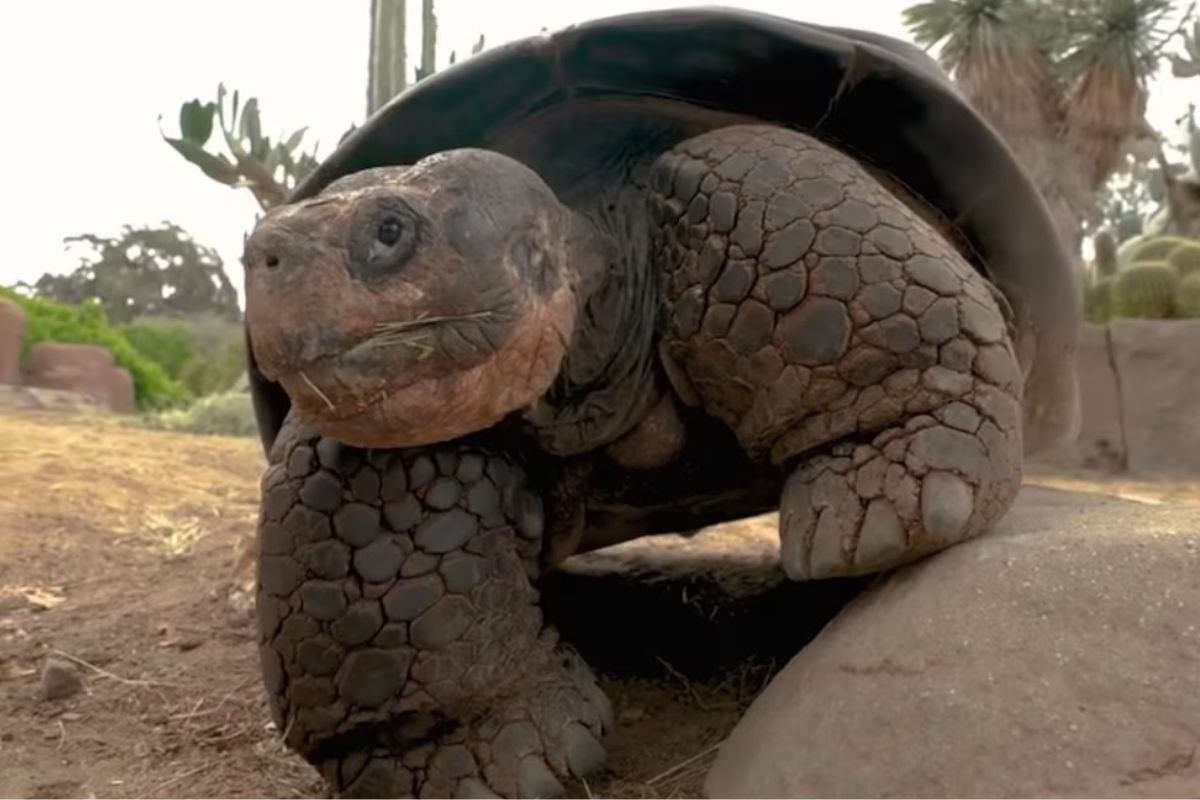 Imagen: Durante décadas, miles de visitantes conocieron a Gramma y compartieron fotos, recuerdos e historias con ella.