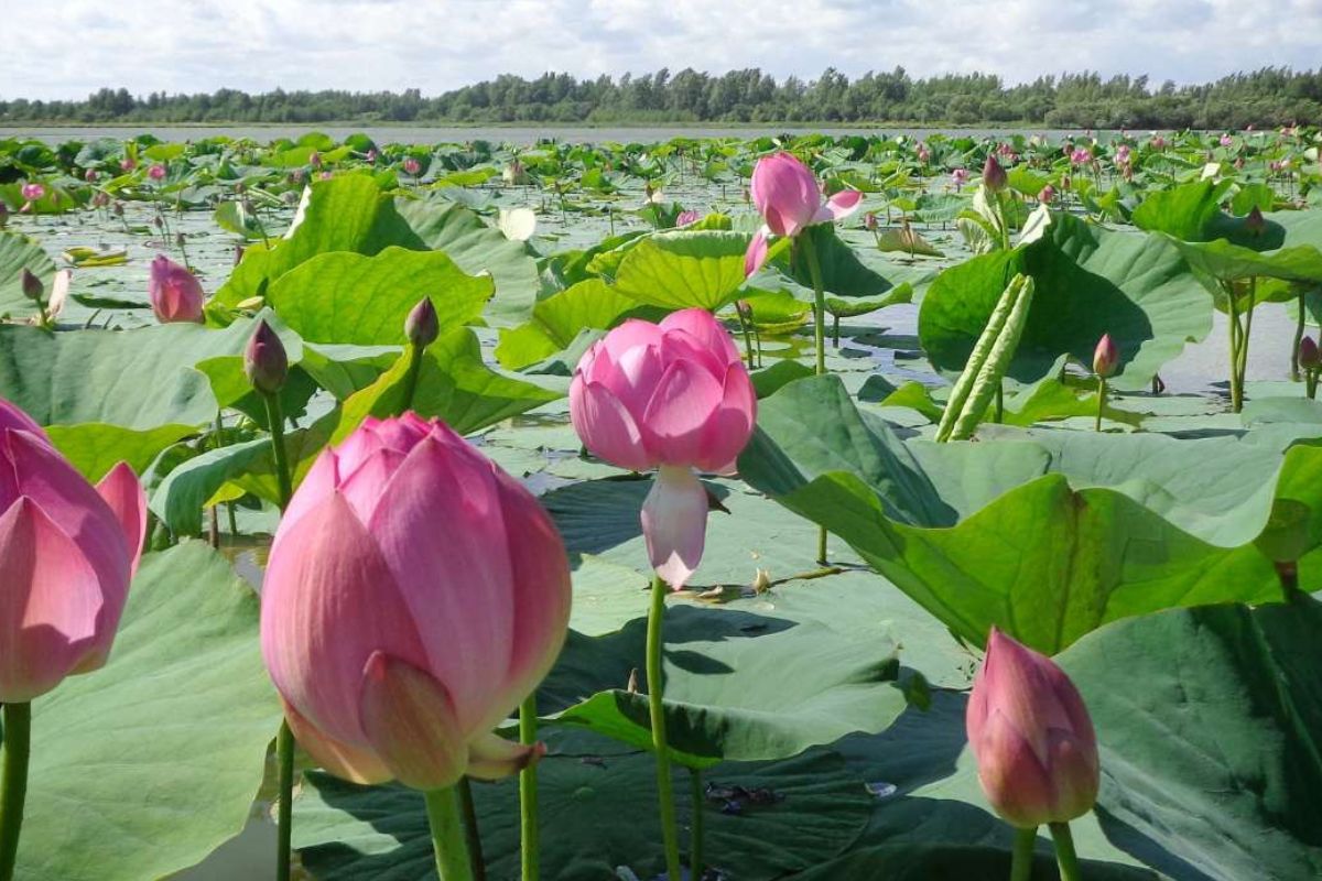 Imagen: www.greenmemag.com