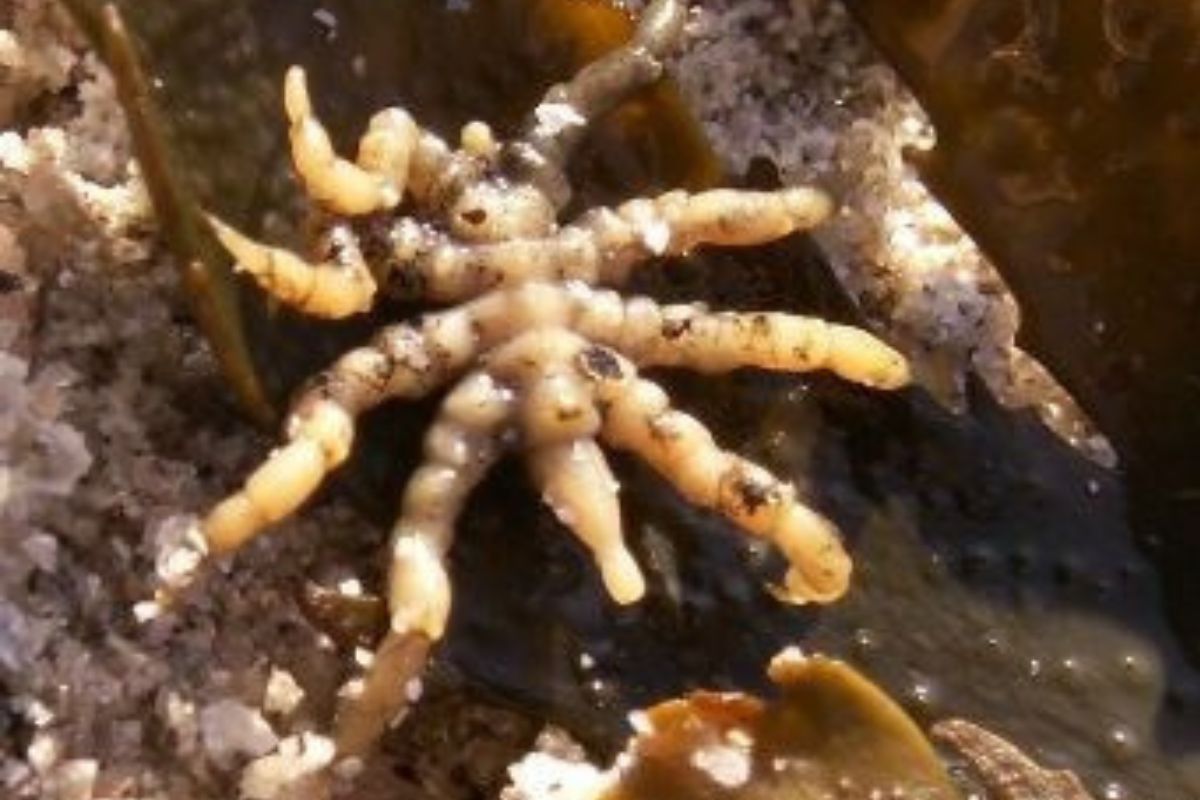 arana.jpg Publicado en la revista BMC Biology, el estudio destaca que el genoma de P. litorale tiene una estructura única: carece del gen abdA, clave en la formación del abdomen en otros artrópodos (Pinterest)