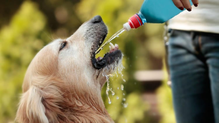 CALOR PERROS2 CALOR PERROS2