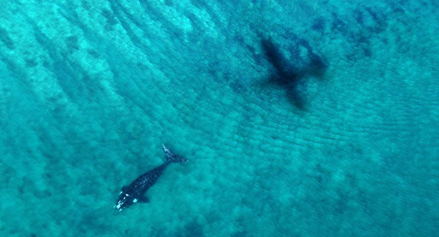 relevamiento-y-avioneta-2x relevamiento-y-avioneta-2x