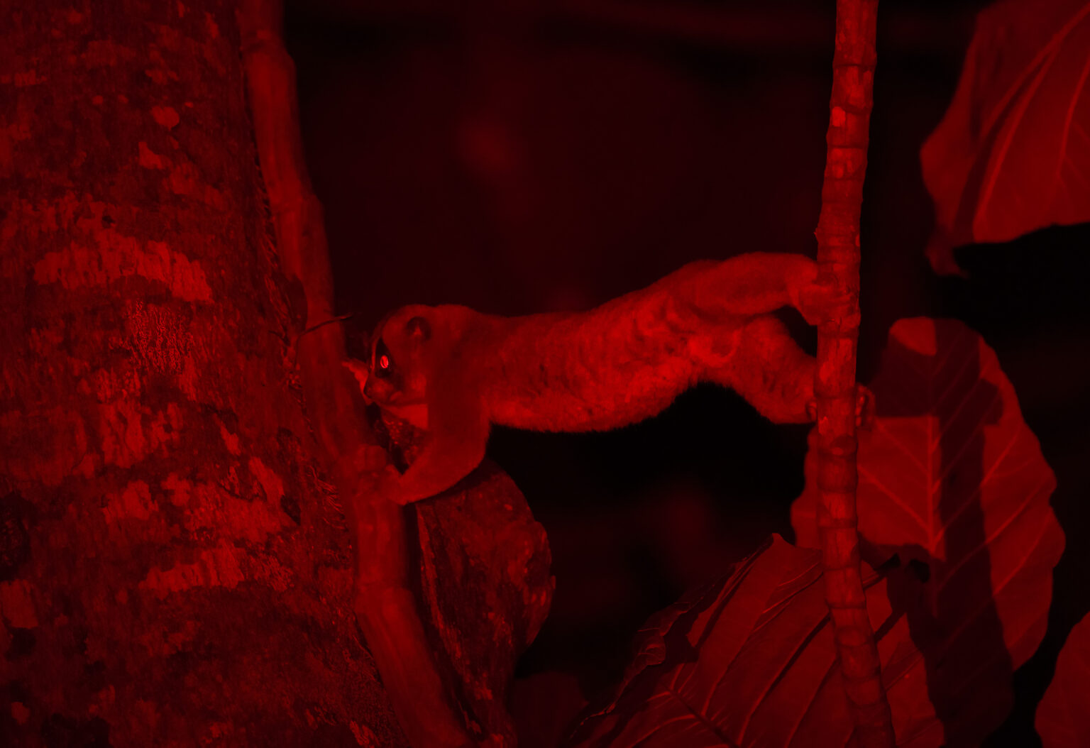 Adult Male_5_TC 1536x1054 1 Adult Male_5_TC 1536x1054 1