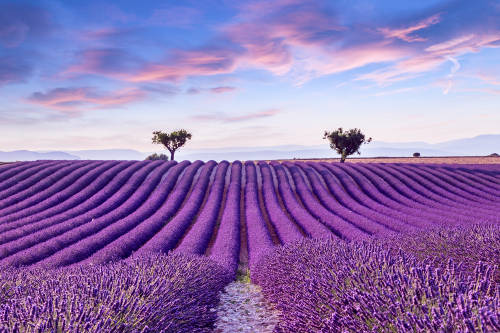 lavanda