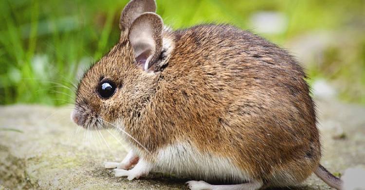 primer mamifero extinguirse calentamiento global primer mamifero extinguirse calentamiento global