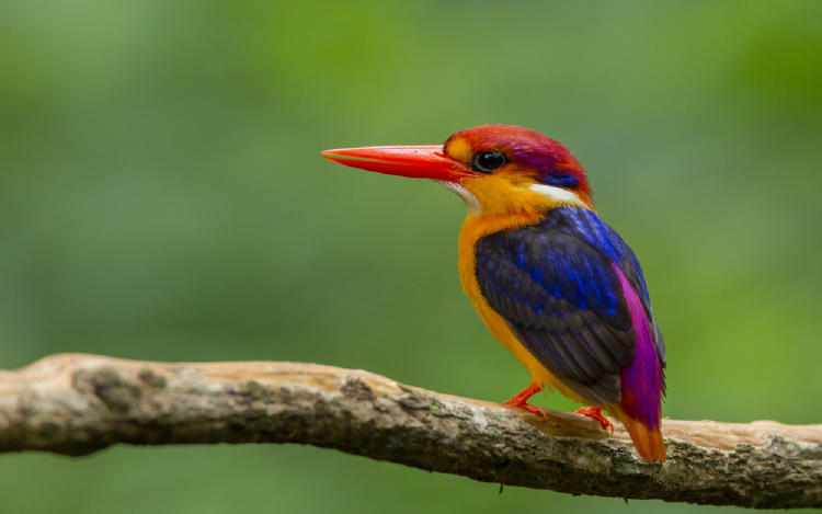 martin pescador pigmeo martin pescador pigmeo