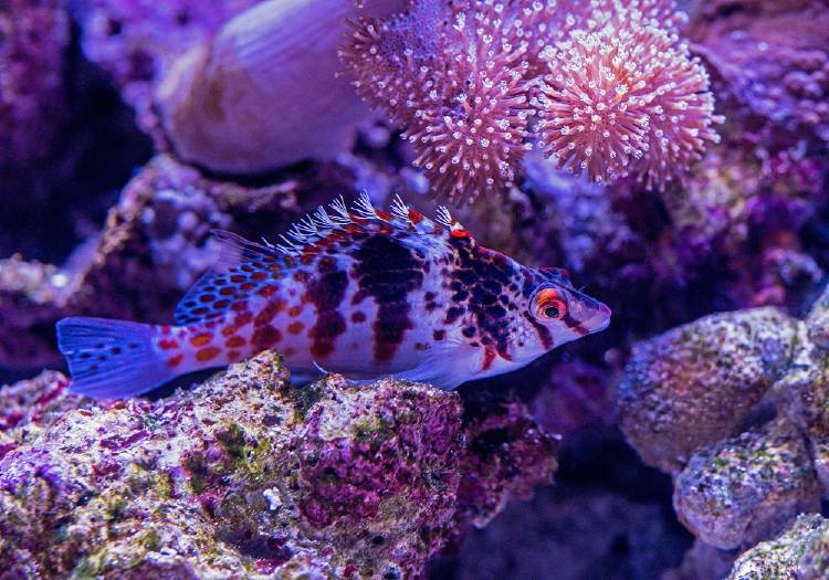 pez halcón Pez halcón: un animal que puede cambiar de género