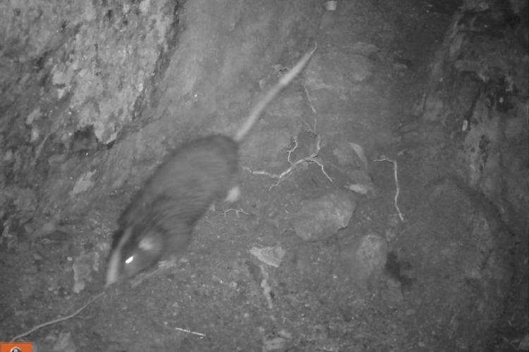 Rata chinchilla foto José Ochoa 2 768x512 Rata chinchilla foto José Ochoa 2 768x512