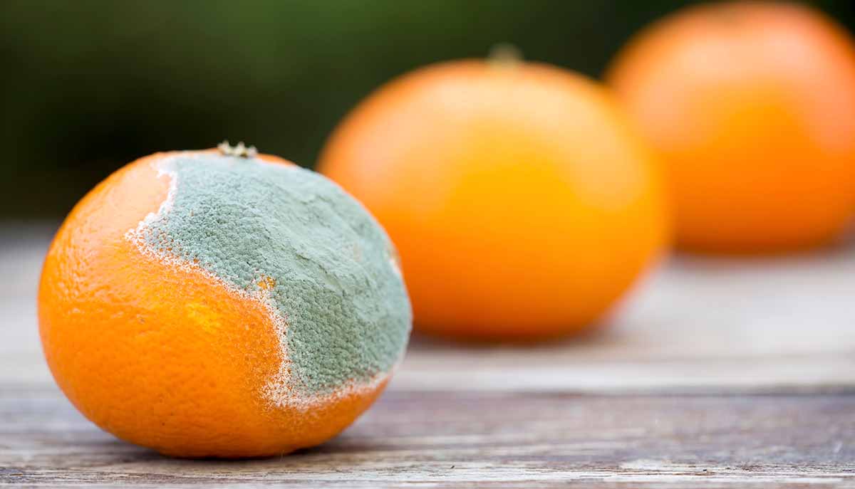 naranja moho AdobeStock 378649462