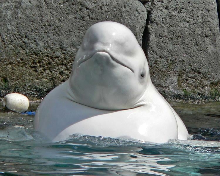 Dos ballenas belugas son liberadas de un acuario en China