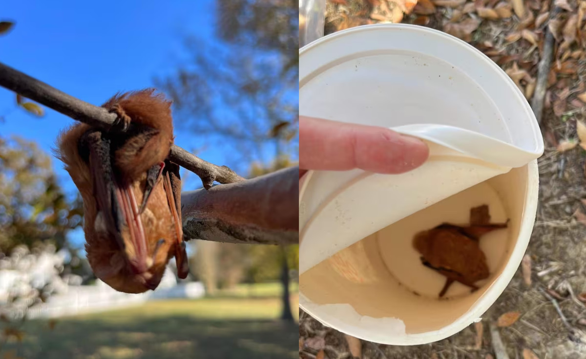 murciélago4 murciélago4