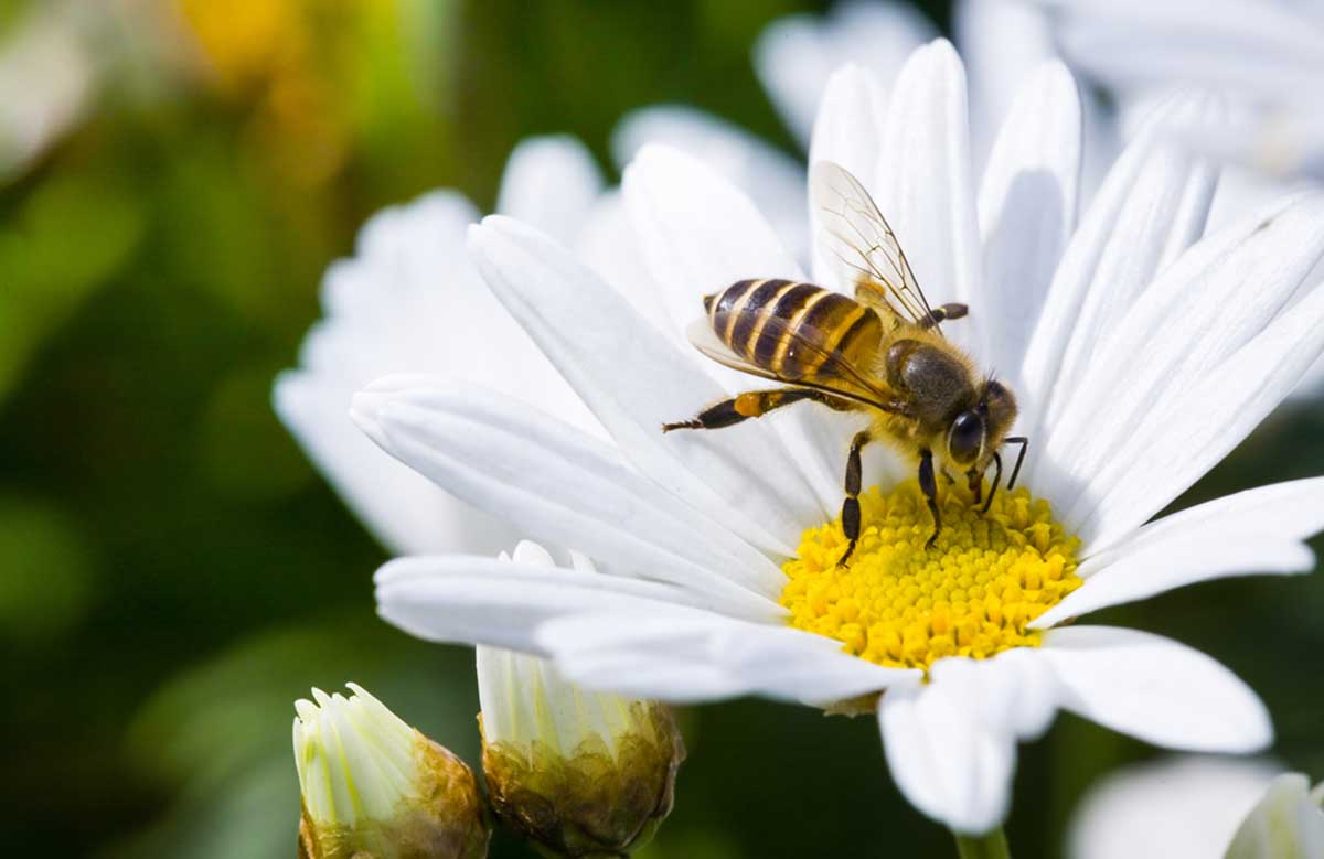significado de las abejas