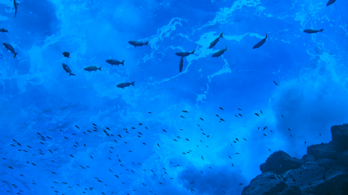 68380820_1004 68380820_1004