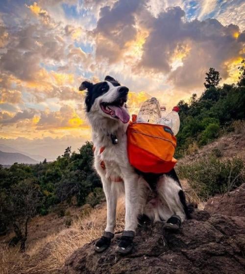 perrito basura perrito basura