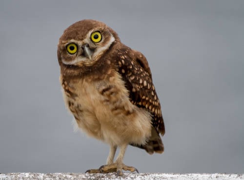 buho madriguera buho madriguera