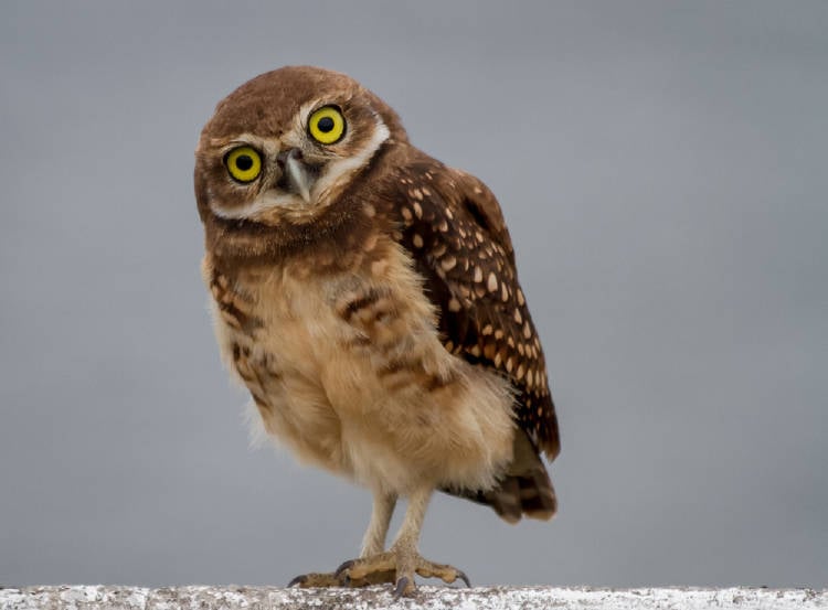 Que Son Los Animales Espirituales Y Como Saber Cual Me Corresponde Bioguia