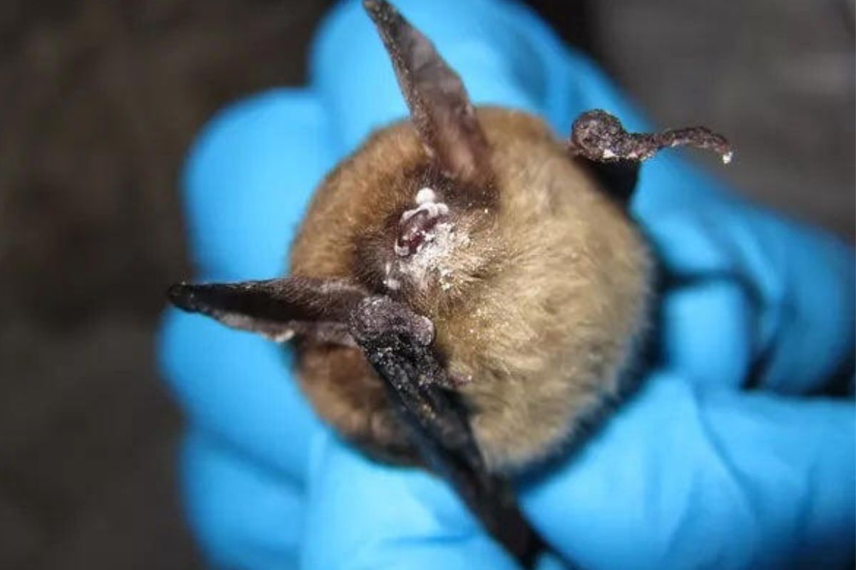 murcielago Una persona sostiene un murciélago con síndrome de la nariz blanca. La enfermedad se ha propagado en el estado de Washington desde 2016 (USFWS)