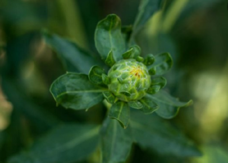 cardo-bendito cardo santo