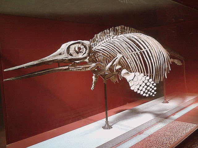 Fosil ictiosaurio