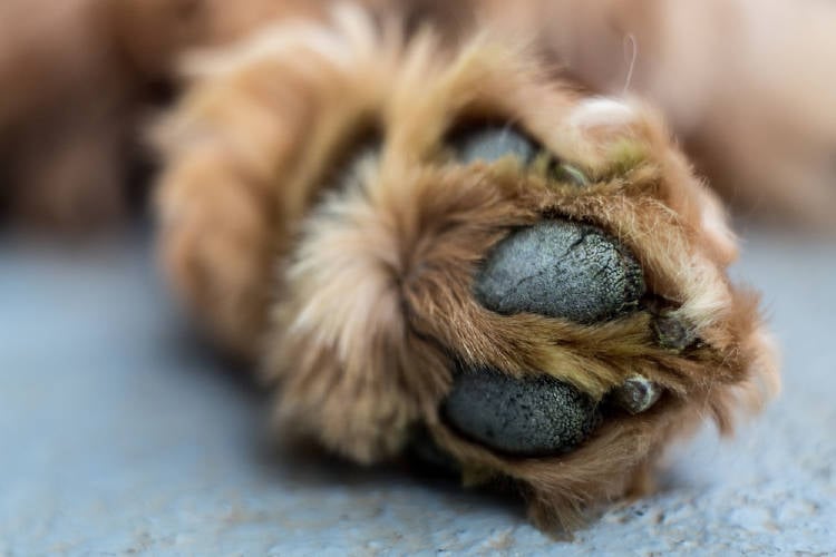 pata perro pata perro