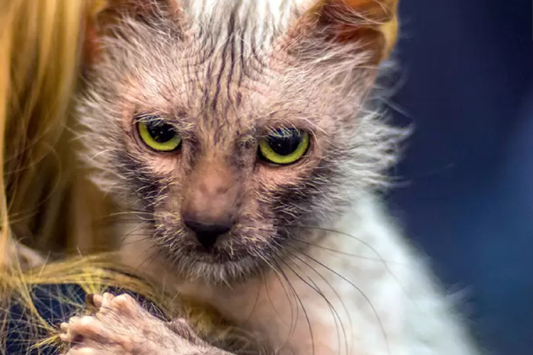 gato lobo El lykoi es una raza de gato que tiene su origen en una mutación natural del gato doméstico de pelo corto. (Foto: Pinterest)