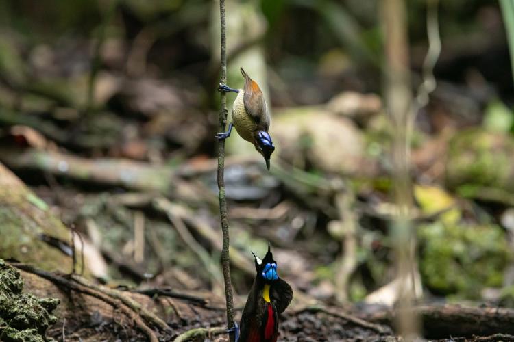 Danza del cortejo, hembra de wilson parada en la parte superior de una rama y macho en el suelo con el pico abierto, con el fondo del bosque-min