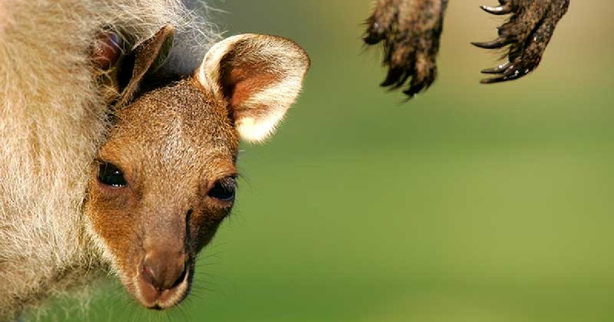 bolsa del canguro bolsa del canguro